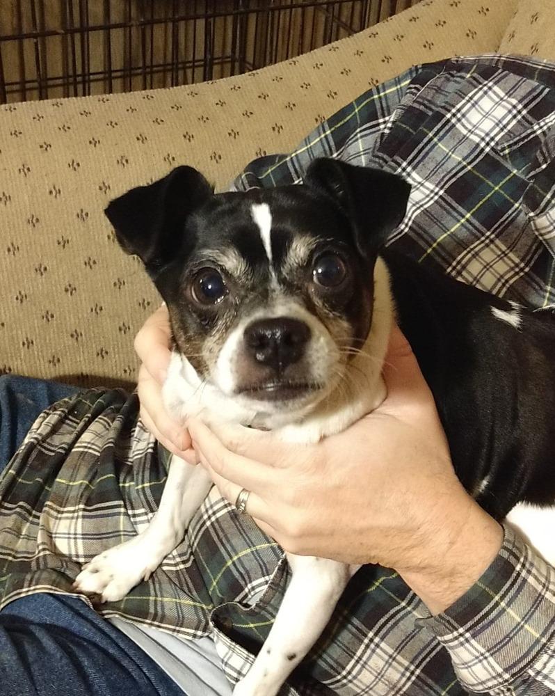 Tobias, a Adoptable mixed breed in Peoria, IL image 2/6