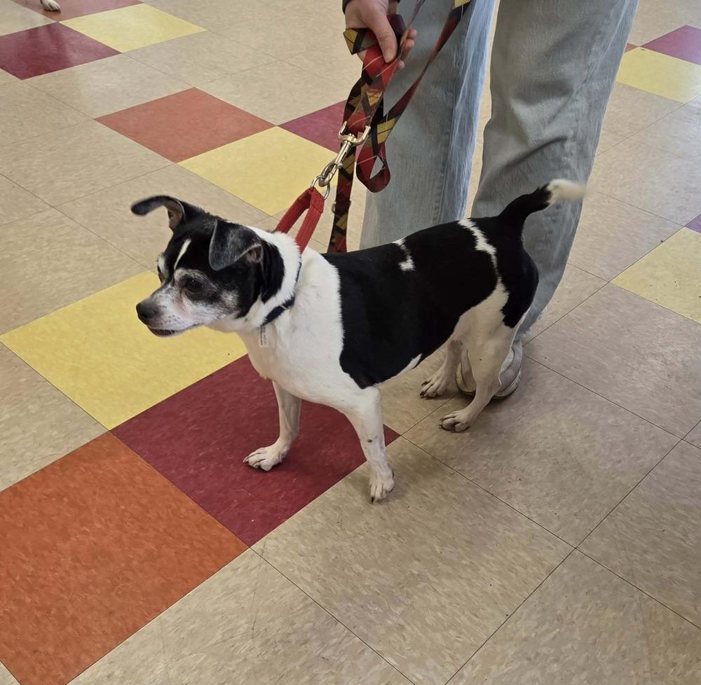 Enlarge Tobias, a Adoptable mixed breed in Peoria, IL image 5/6