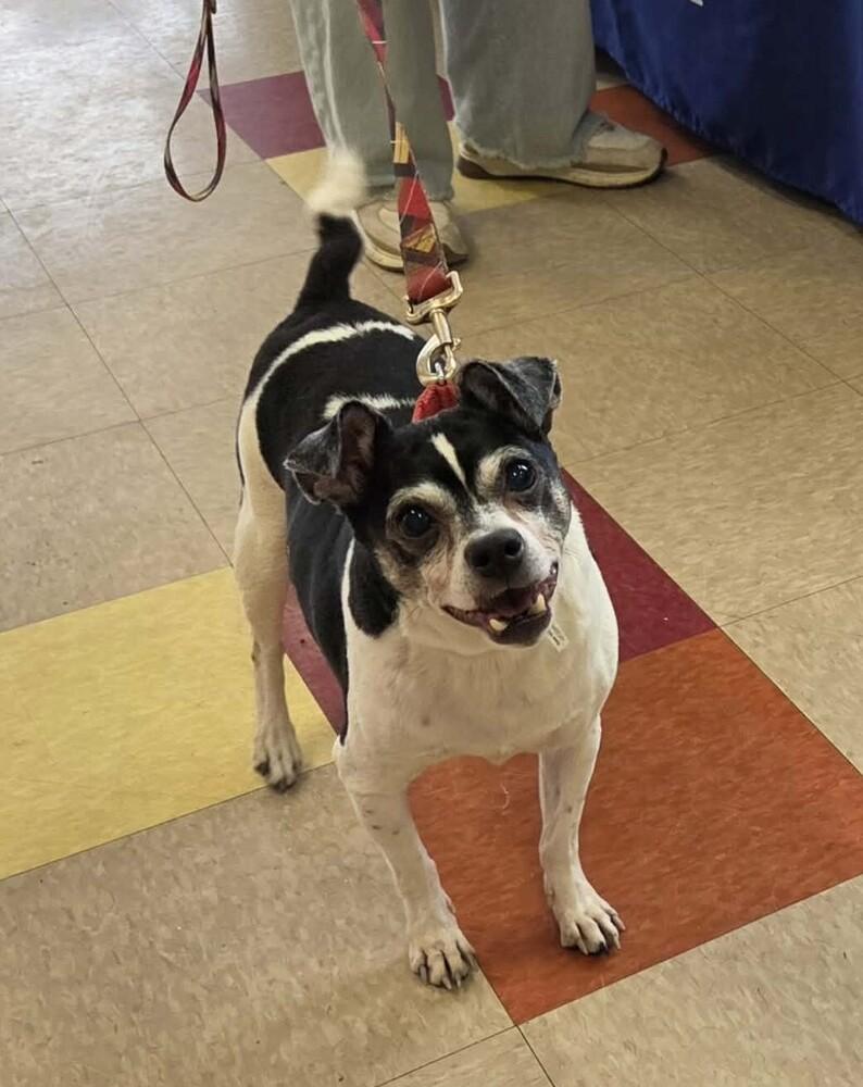Enlarge Tobias, a Adoptable mixed breed in Peoria, IL image 6/6