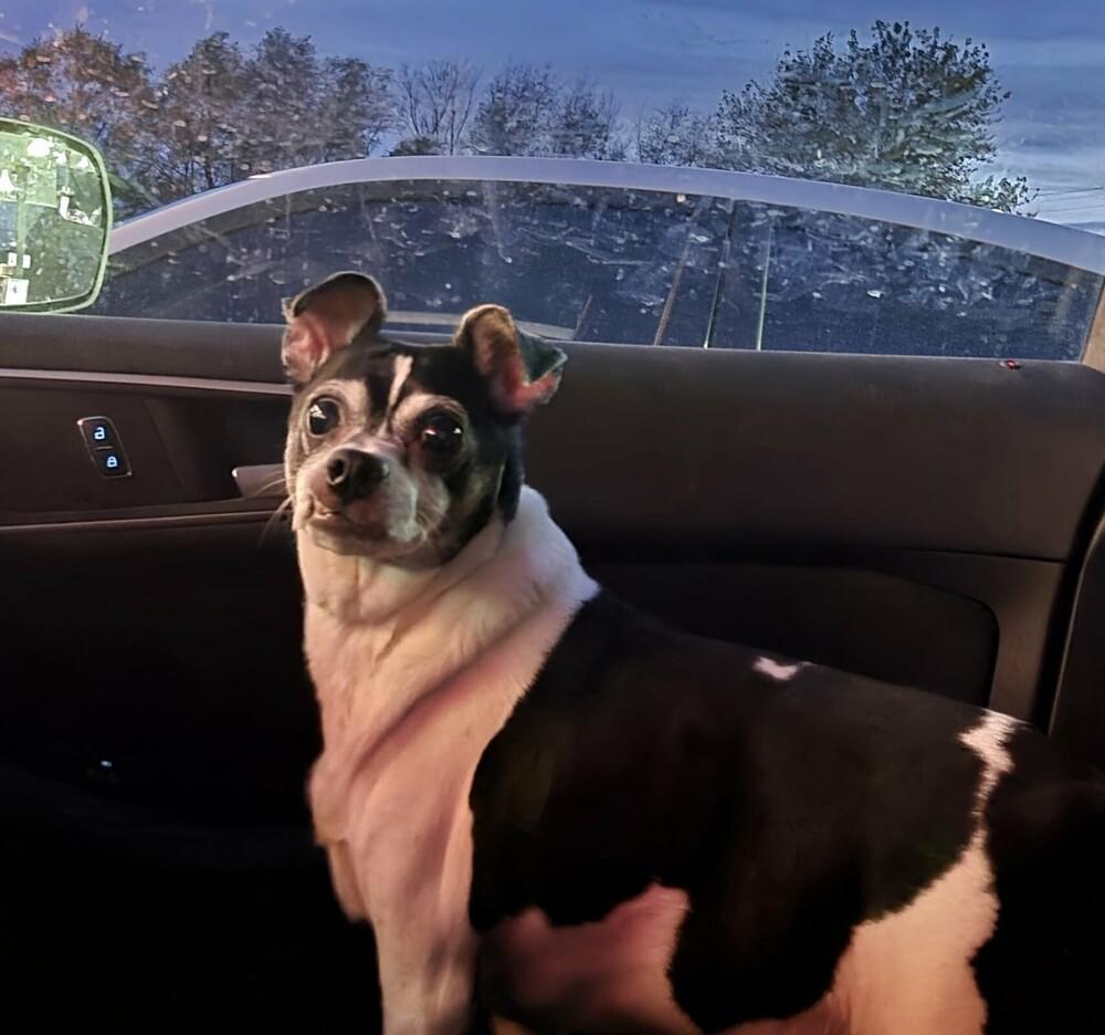 Tobias, a Adoptable mixed breed in Peoria, IL image 3/6