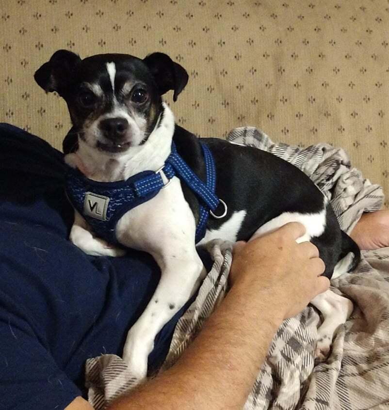 Tobias, a Adoptable mixed breed in Peoria, IL image 4/6