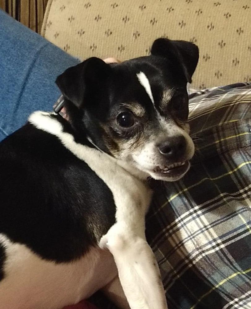 Tobias, a Adoptable mixed breed in Peoria, IL image 5/6