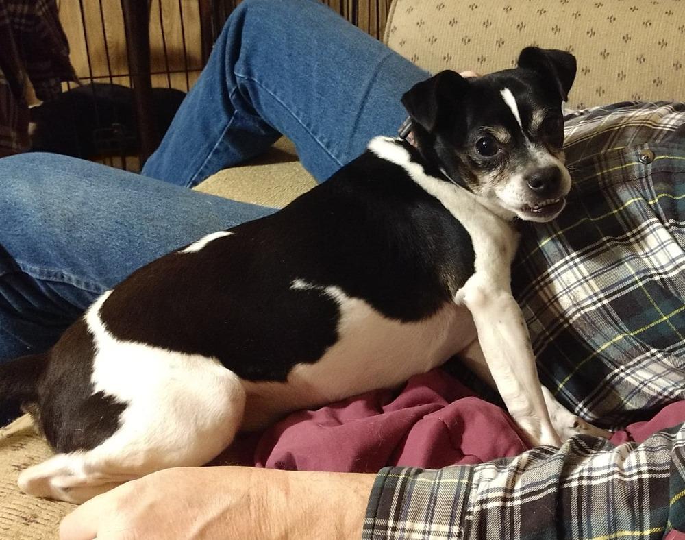 Tobias, a Adoptable mixed breed in Peoria, IL image 6/6