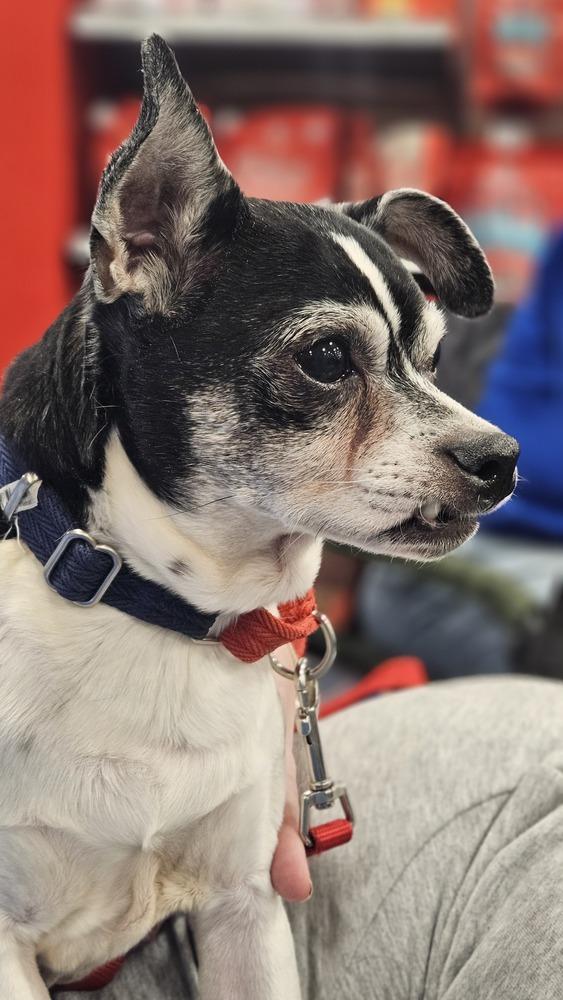 Enlarge Tobias, a Adoptable mixed breed in Peoria, IL image 6/6