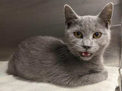 Enlarge Fleece, a Adopted Domestic Short Hair in Bishop, GA image 1/1