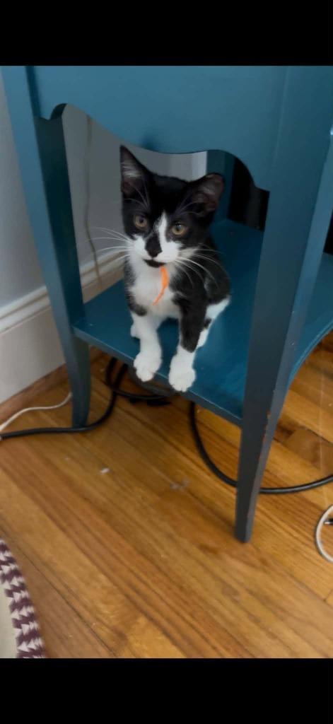 Jasmine, Adoptable, Kitten Female Domestic Short Hair.