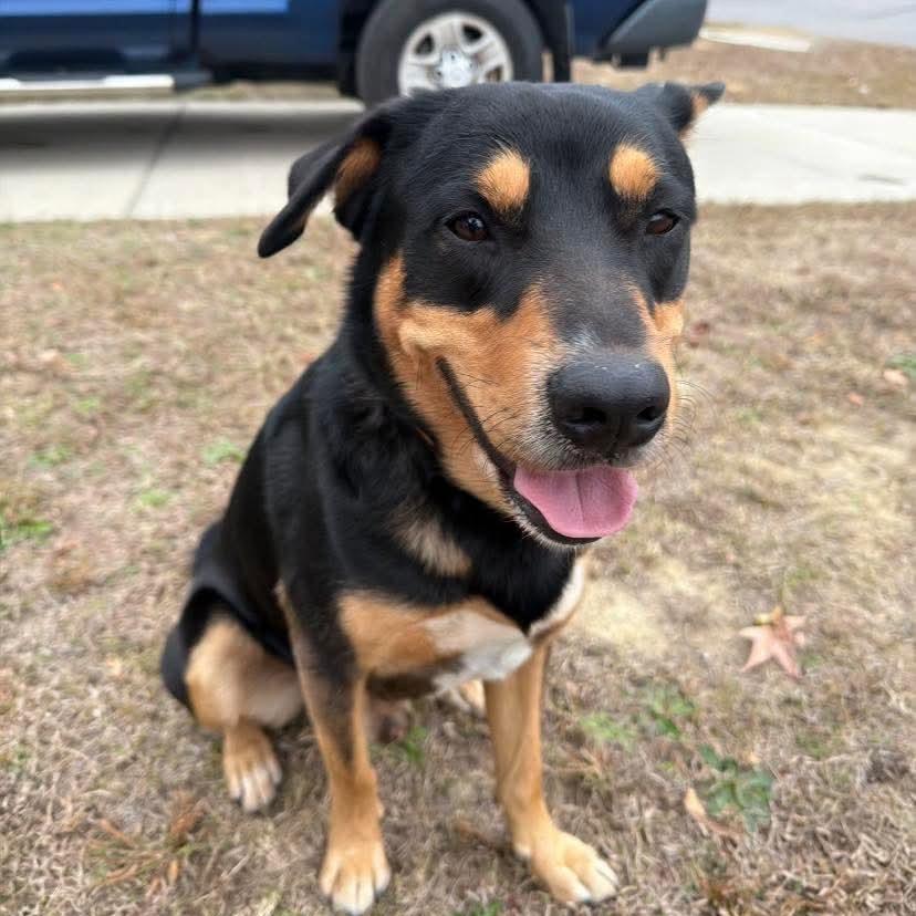 Ranger, Adoptable, Adult Male Mixed Breed.