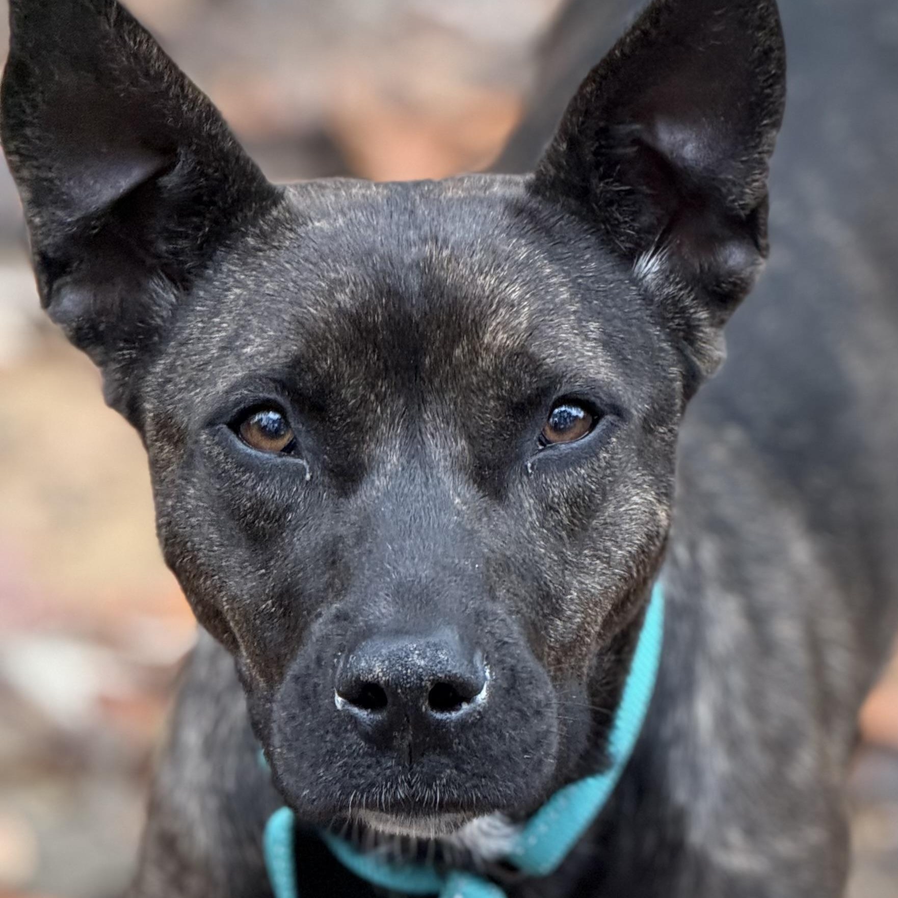 Mica, Adoptable, Adult Female Shepherd.
