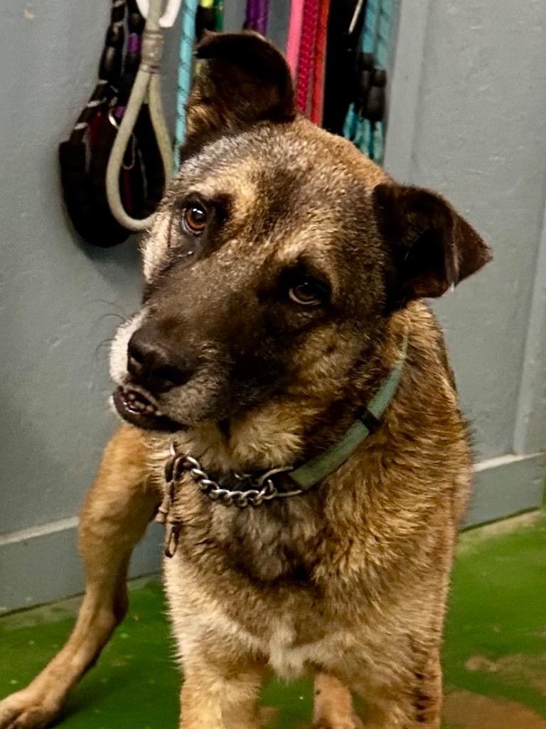 Bodan 25, Adoptable, Adult Male Shepherd.