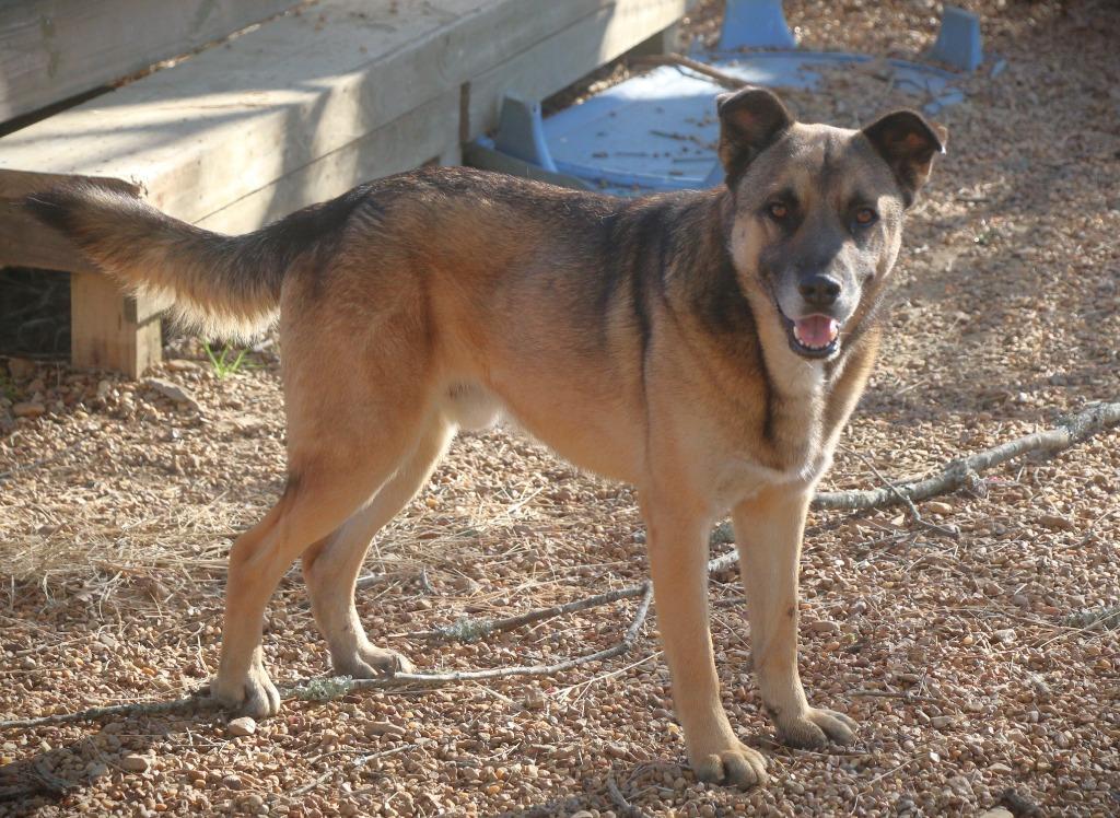 Enlarge Bodan 25, a Adoptable mixed breed in Brookhaven, MS image 2/4