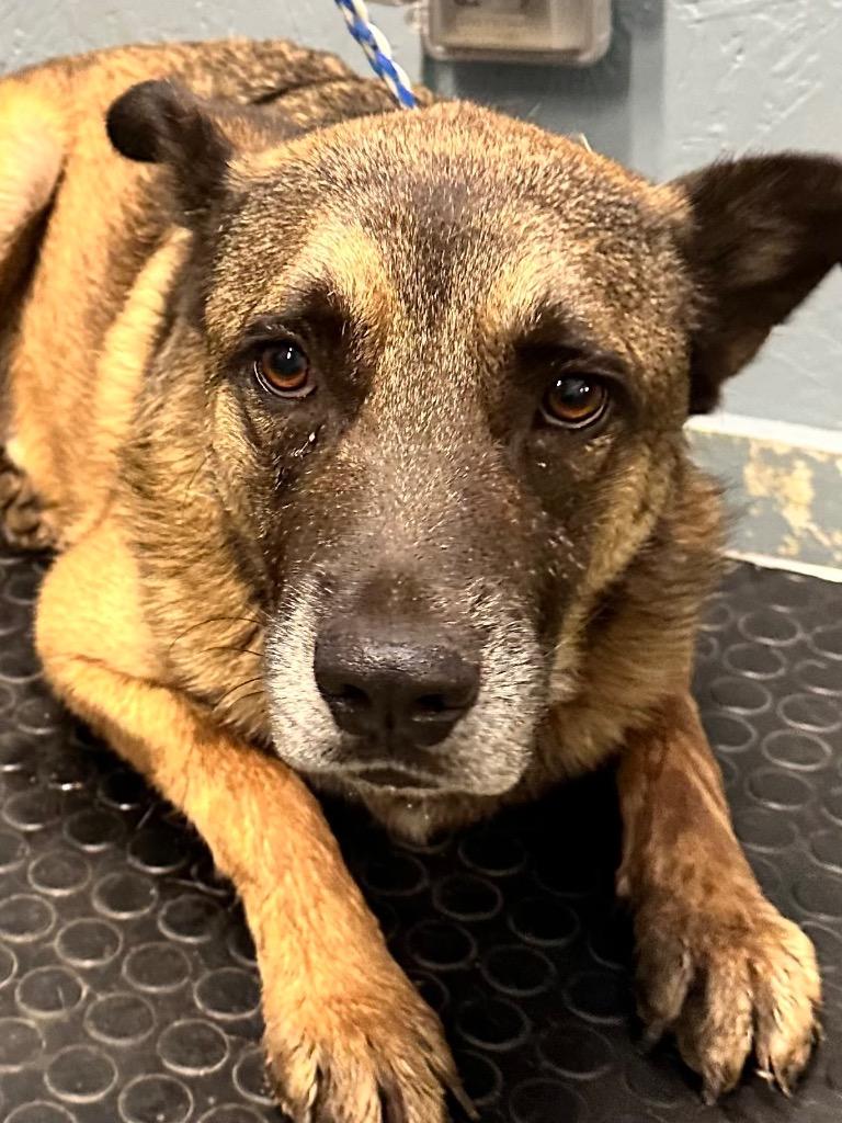 Enlarge Bodan 25, a Adoptable mixed breed in Brookhaven, MS image 2/6