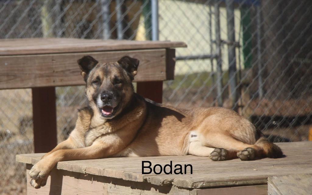 Enlarge Bodan 25, a Adoptable mixed breed in Brookhaven, MS image 1/3