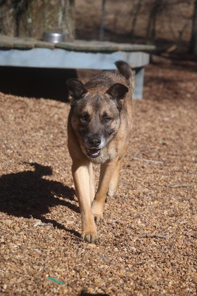 Enlarge Bodan 25, a Adoptable mixed breed in Brookhaven, MS image 2/3