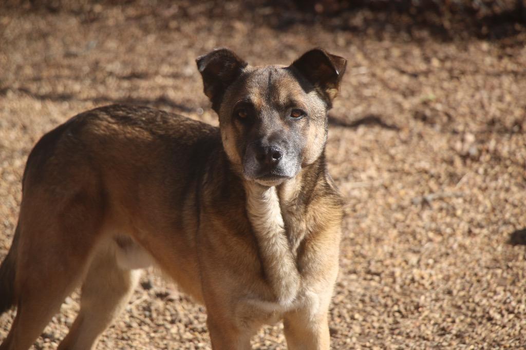 Enlarge Bodan 25, a Adoptable mixed breed in Brookhaven, MS image 3/3
