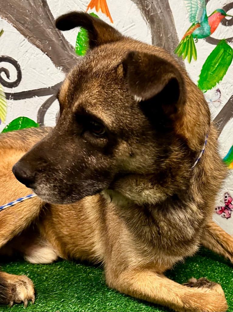 Enlarge Bodan 25, a Adoptable mixed breed in Brookhaven, MS image 3/6