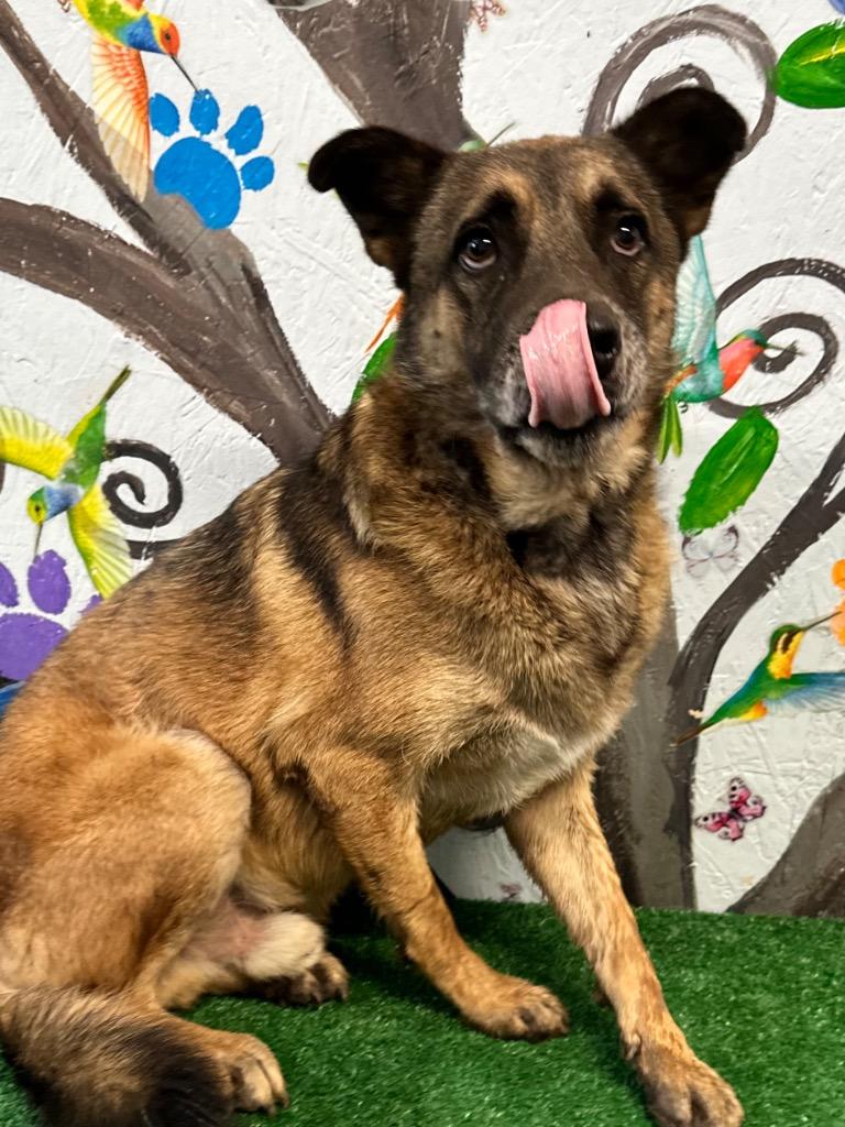 Enlarge Bodan 25, a Adoptable mixed breed in Brookhaven, MS image 4/6