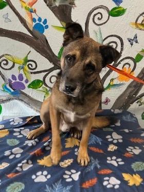 Enlarge Bodan 25, a Adoptable mixed breed in Brookhaven, MS image 5/6