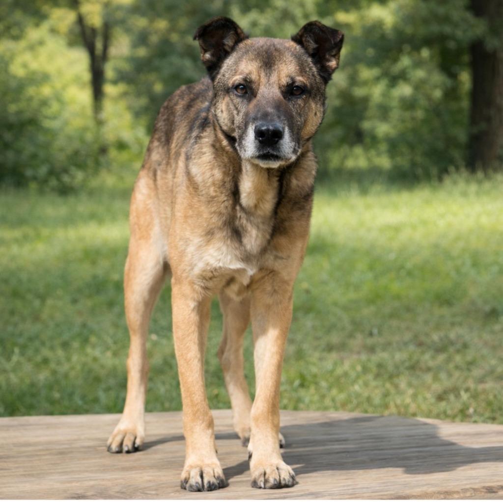 Enlarge Bodan 25, a Adoptable mixed breed in Brookhaven, MS image 4/4