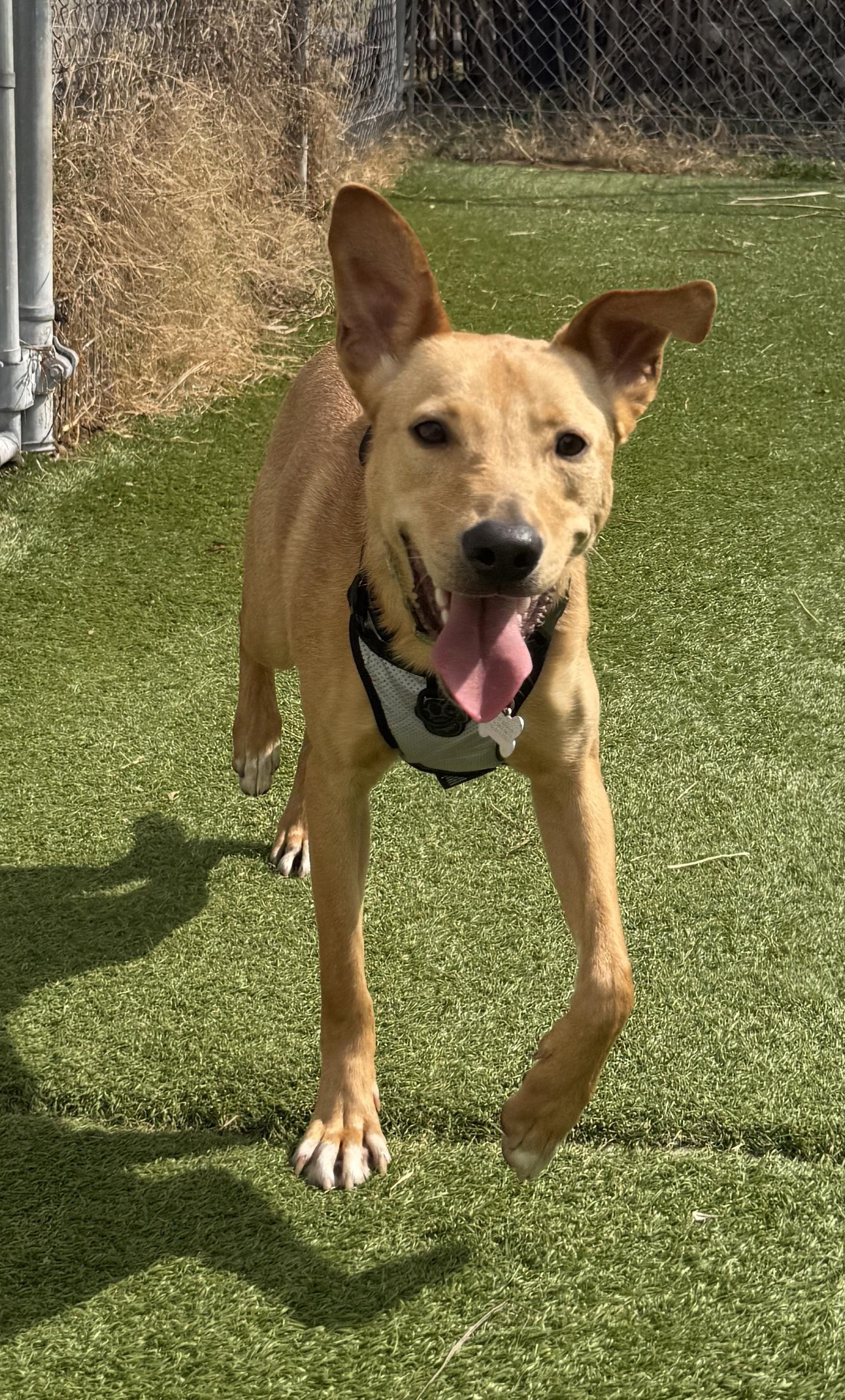 Unagi — thumbnail 2