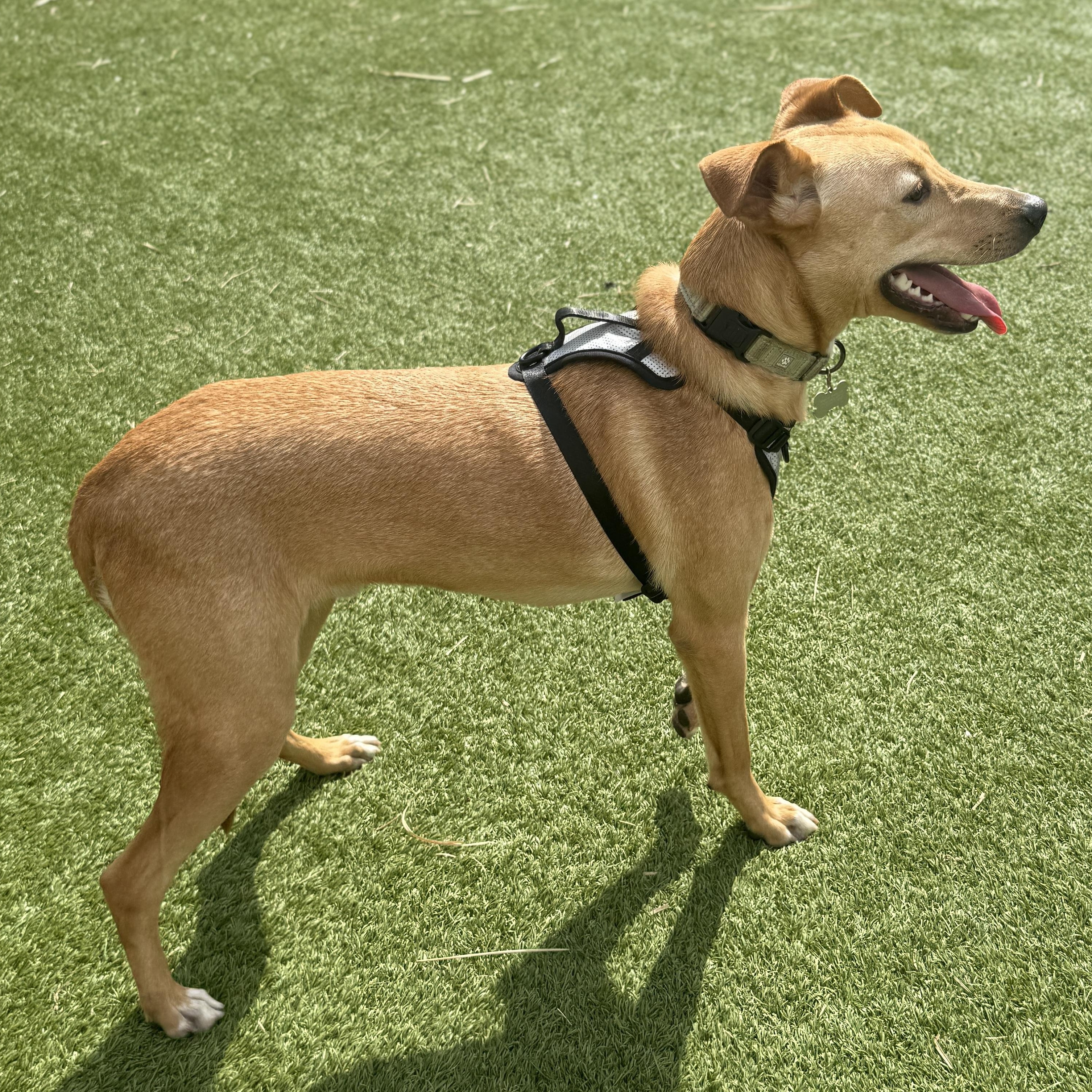 Unagi — thumbnail 4