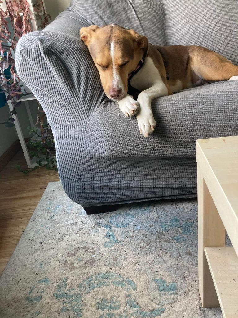 Poke, a Adoptable Mixed Breed in Minot, ND image 2/6