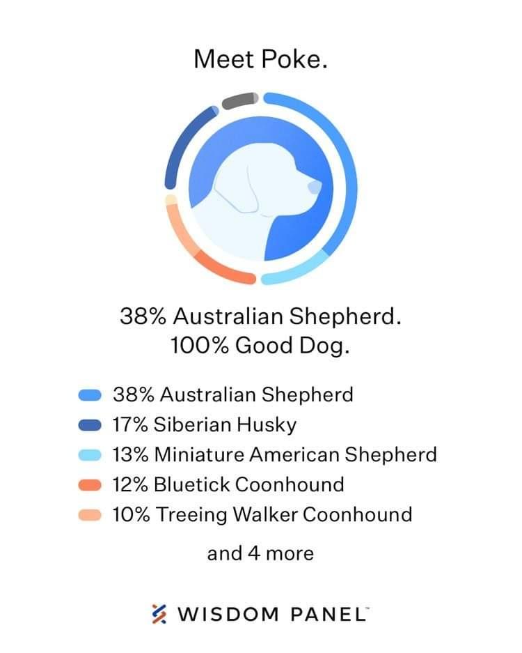 Poke, a Adoptable Mixed Breed in Minot, ND image 3/6
