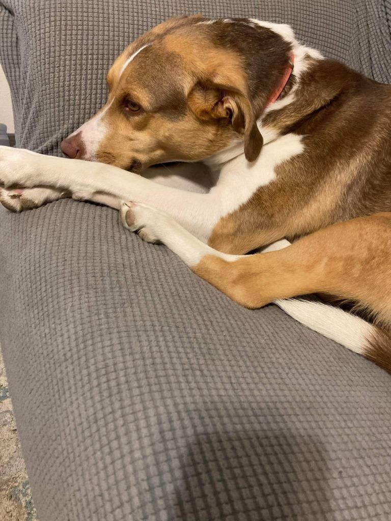 Enlarge Poke, a Adopted mixed breed in Minot, ND image 2/6