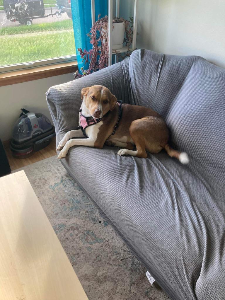 Enlarge Poke, a Adopted mixed breed in Minot, ND image 3/6