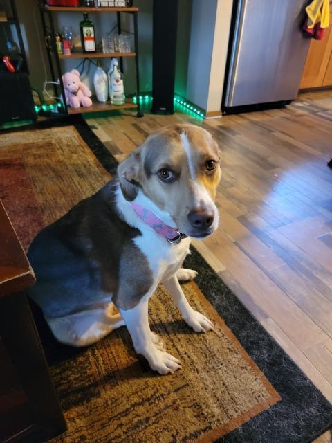 Enlarge Poke, a Adopted mixed breed in Minot, ND image 4/6