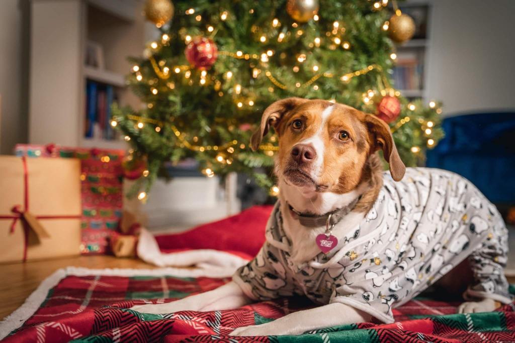 Enlarge Poke, a Adopted mixed breed in Minot, ND image 6/6