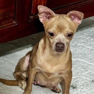 Cinnamon, a Adoptable Chihuahua in Hudson, IL image 1/2