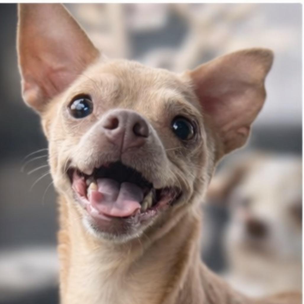 Cinnamon, Adoptable, Adult Female Chihuahua.