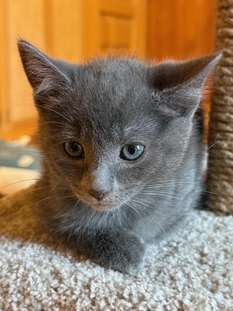 Shortbread, ADOPTABLE, Kitten Female Domestic Short Hair.
