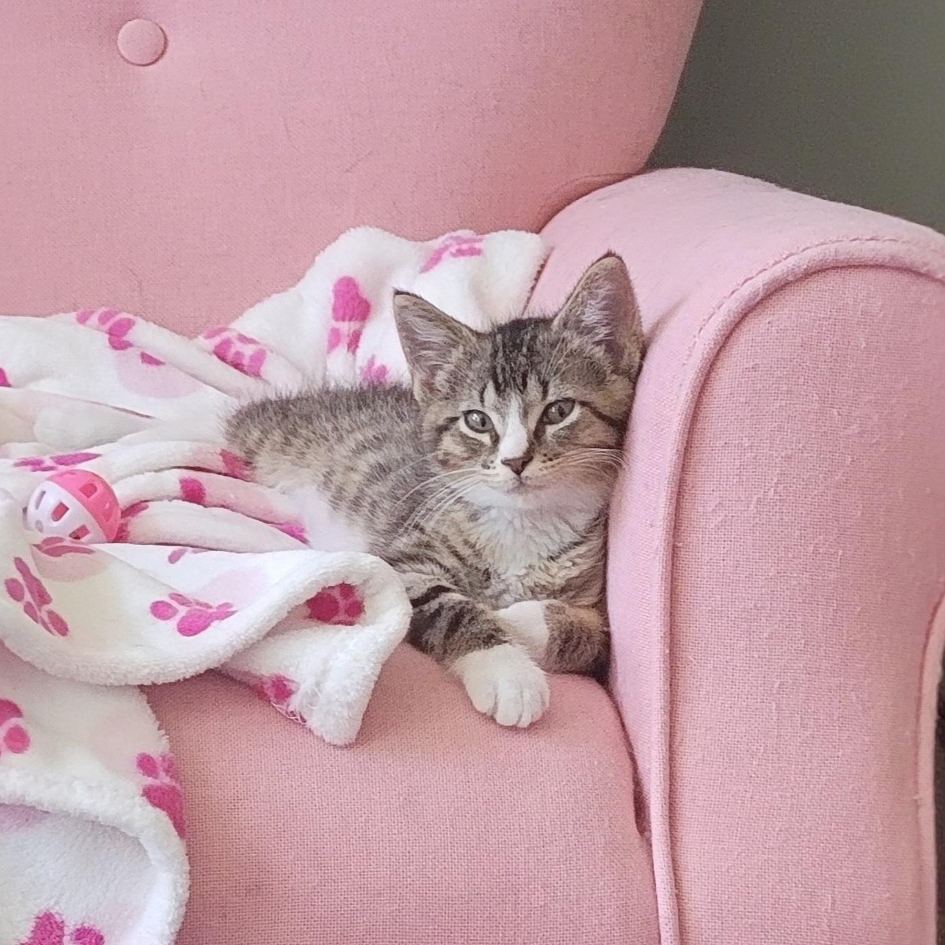 Roger, a ADOPTABLE Domestic Short Hair in Wyandotte, MI image 3/6