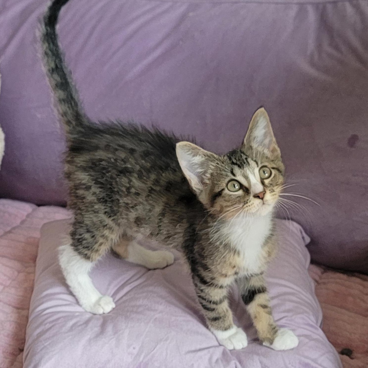 Enlarge Roger, a ADOPTABLE Domestic Short Hair in Wyandotte, MI image 6/6