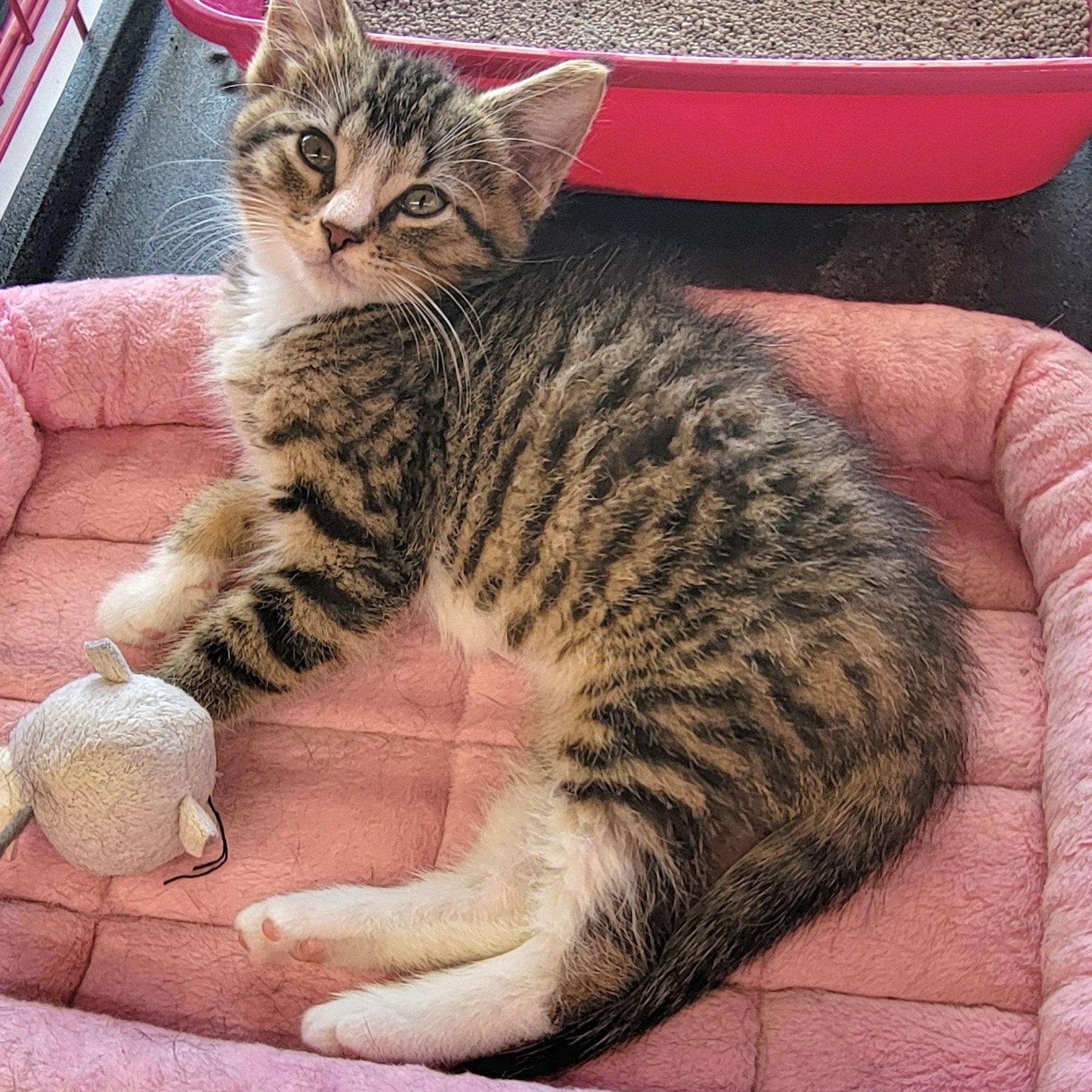 Roger, a ADOPTABLE Domestic Short Hair in Wyandotte, MI image 5/6