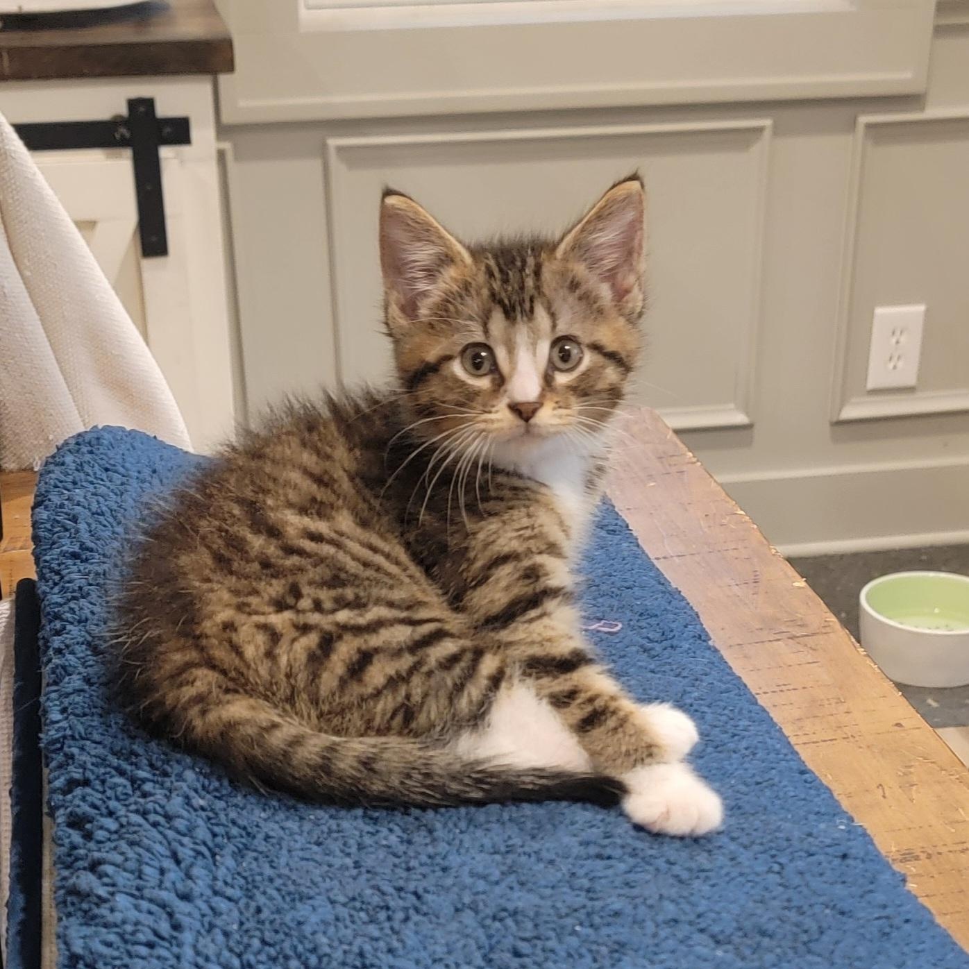 Roger, a ADOPTABLE Domestic Short Hair in Wyandotte, MI image 4/6