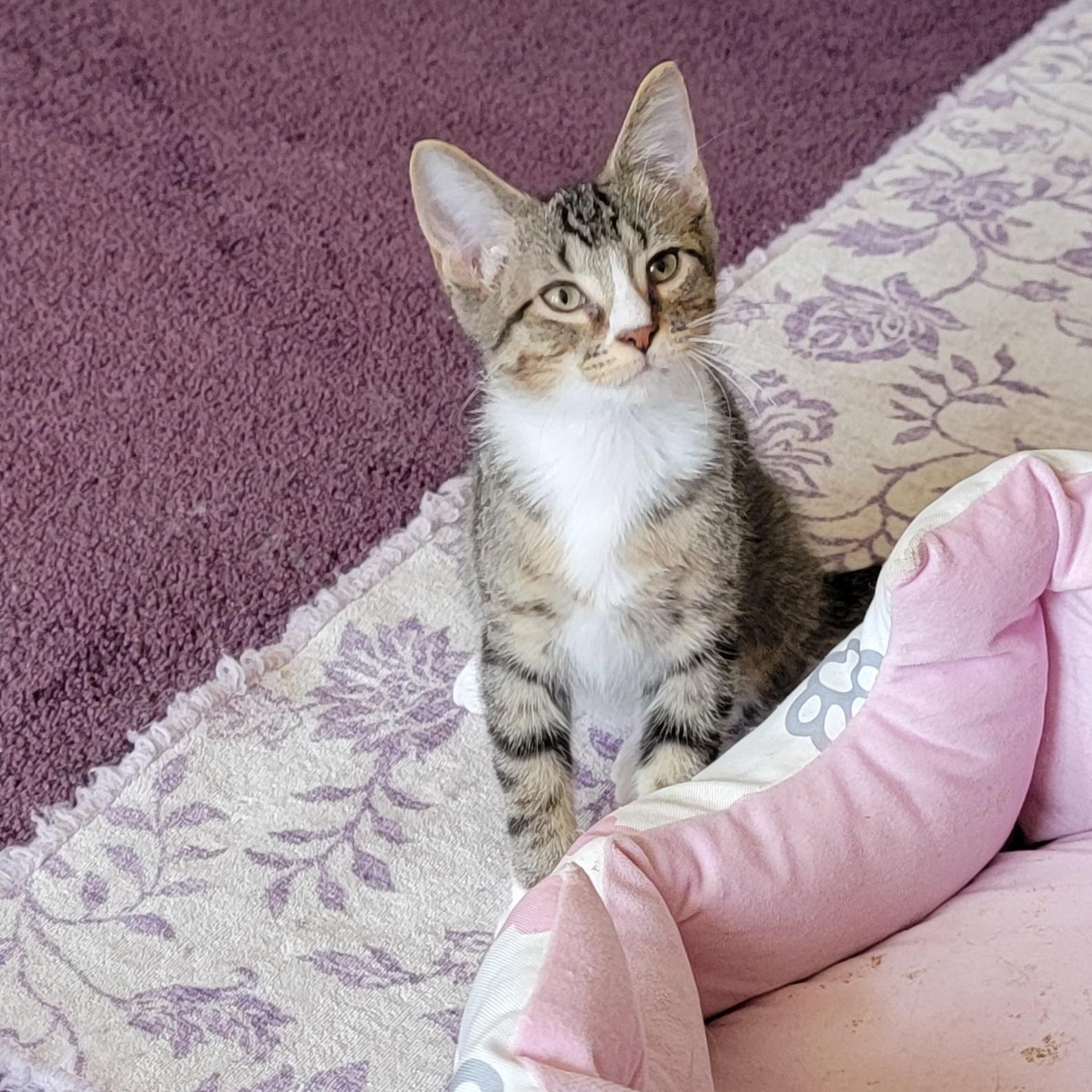 Roger, a ADOPTABLE Domestic Short Hair in Wyandotte, MI image 6/6