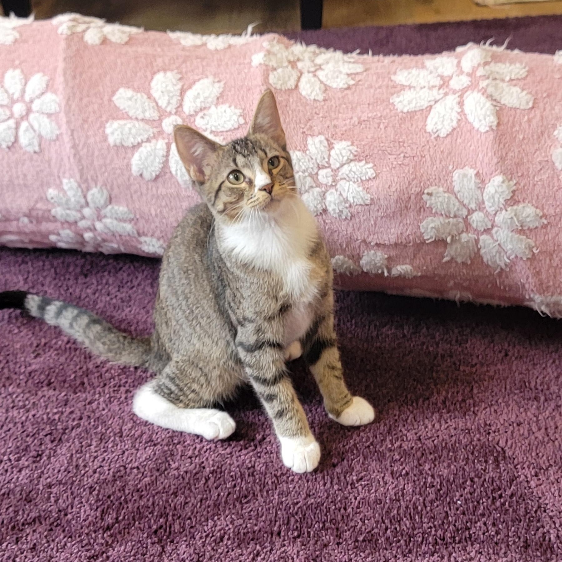 Roger, a ADOPTABLE Domestic Short Hair in Wyandotte, MI image 3/6