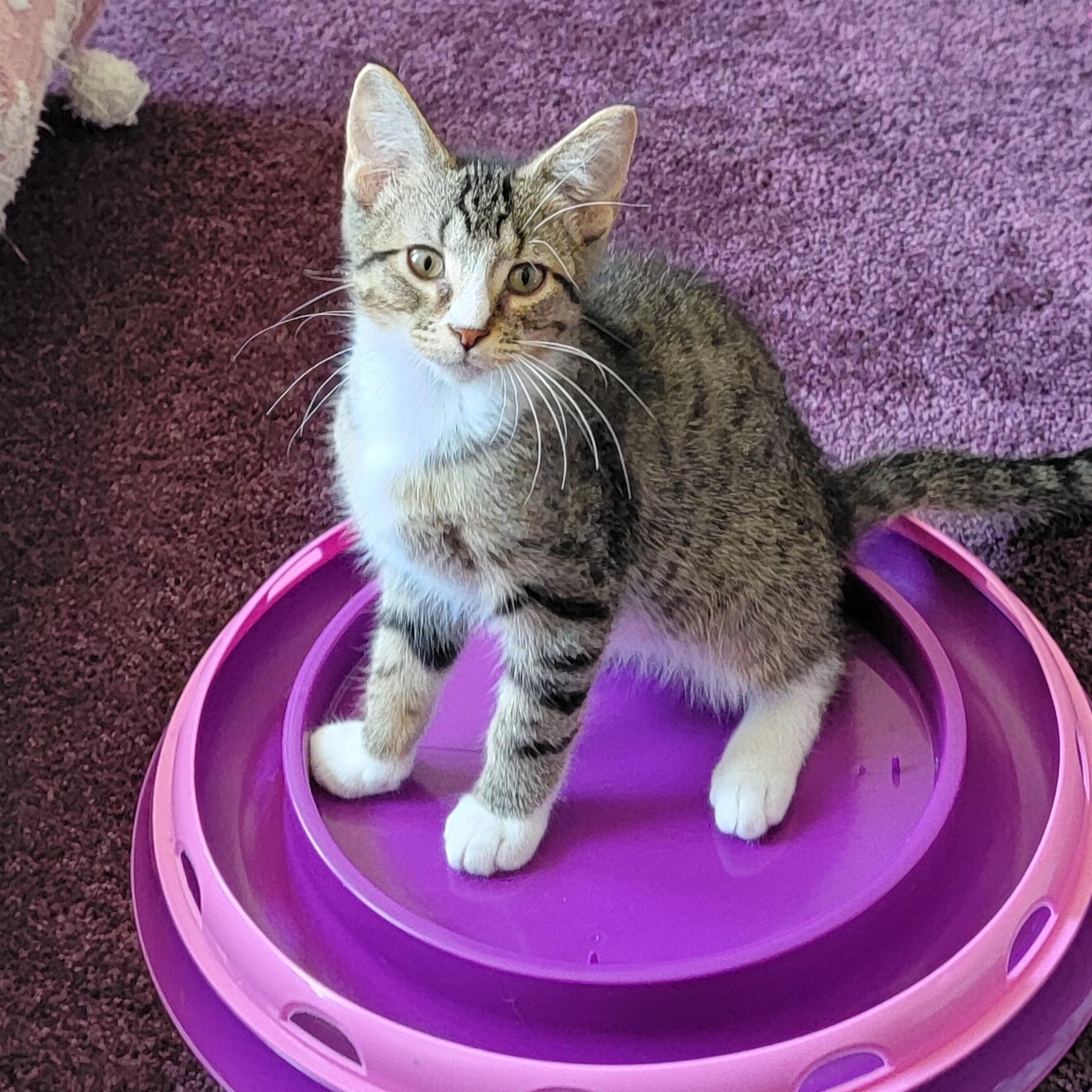 Roger, a ADOPTABLE Domestic Short Hair in Wyandotte, MI image 4/6
