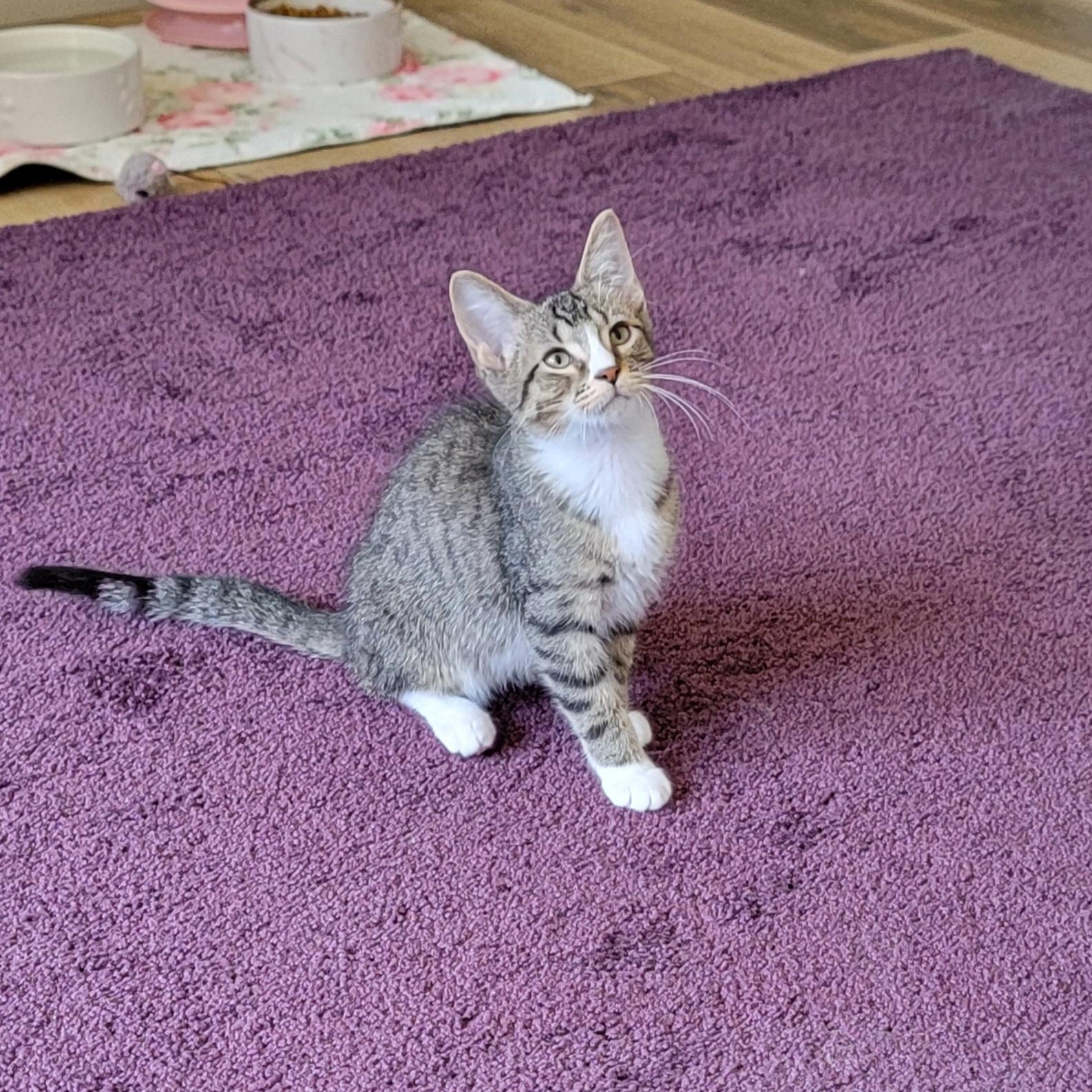 Roger, a ADOPTABLE Domestic Short Hair in Wyandotte, MI image 5/6