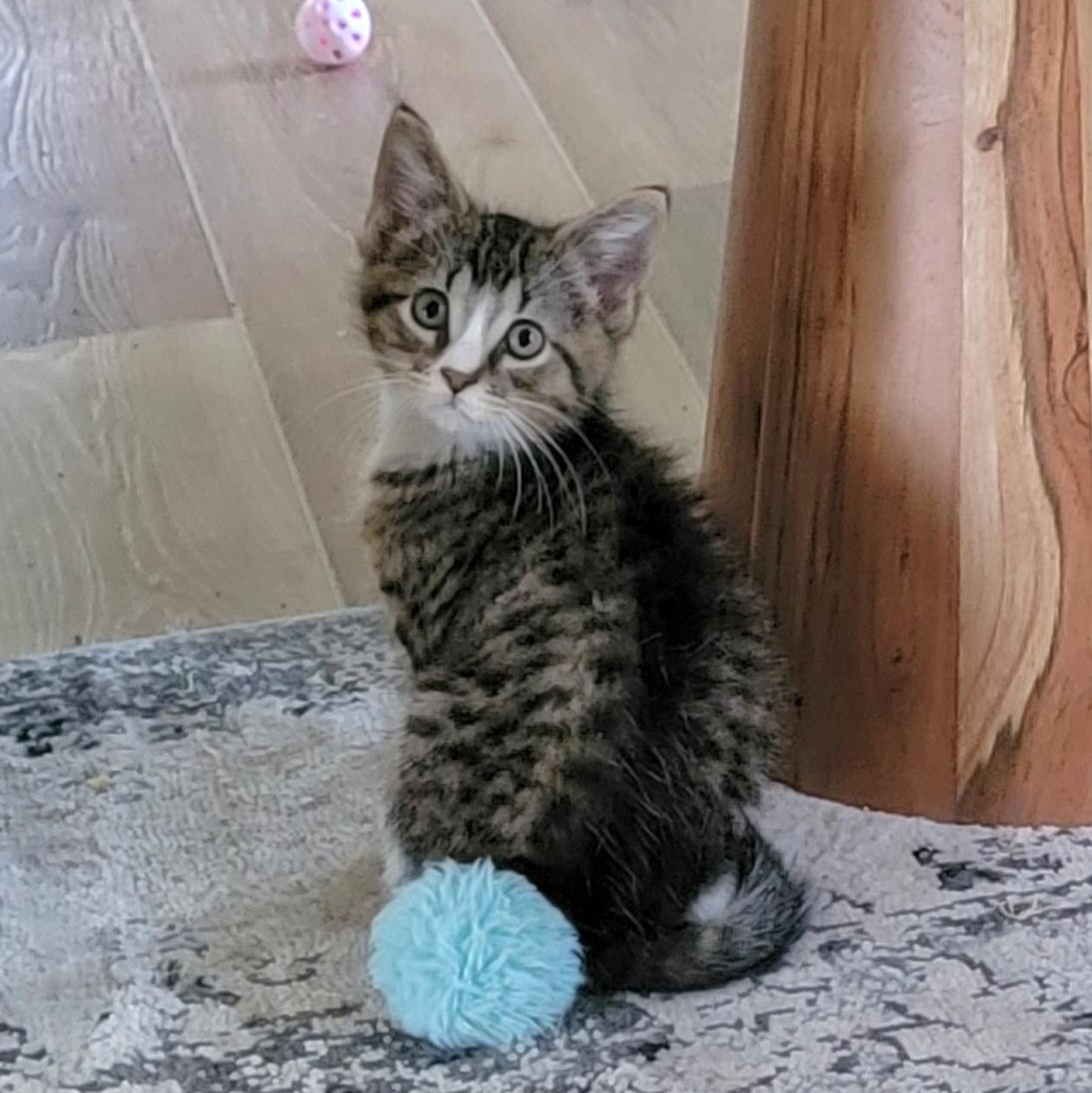 Roger, a ADOPTABLE Domestic Short Hair in Wyandotte, MI image 2/6