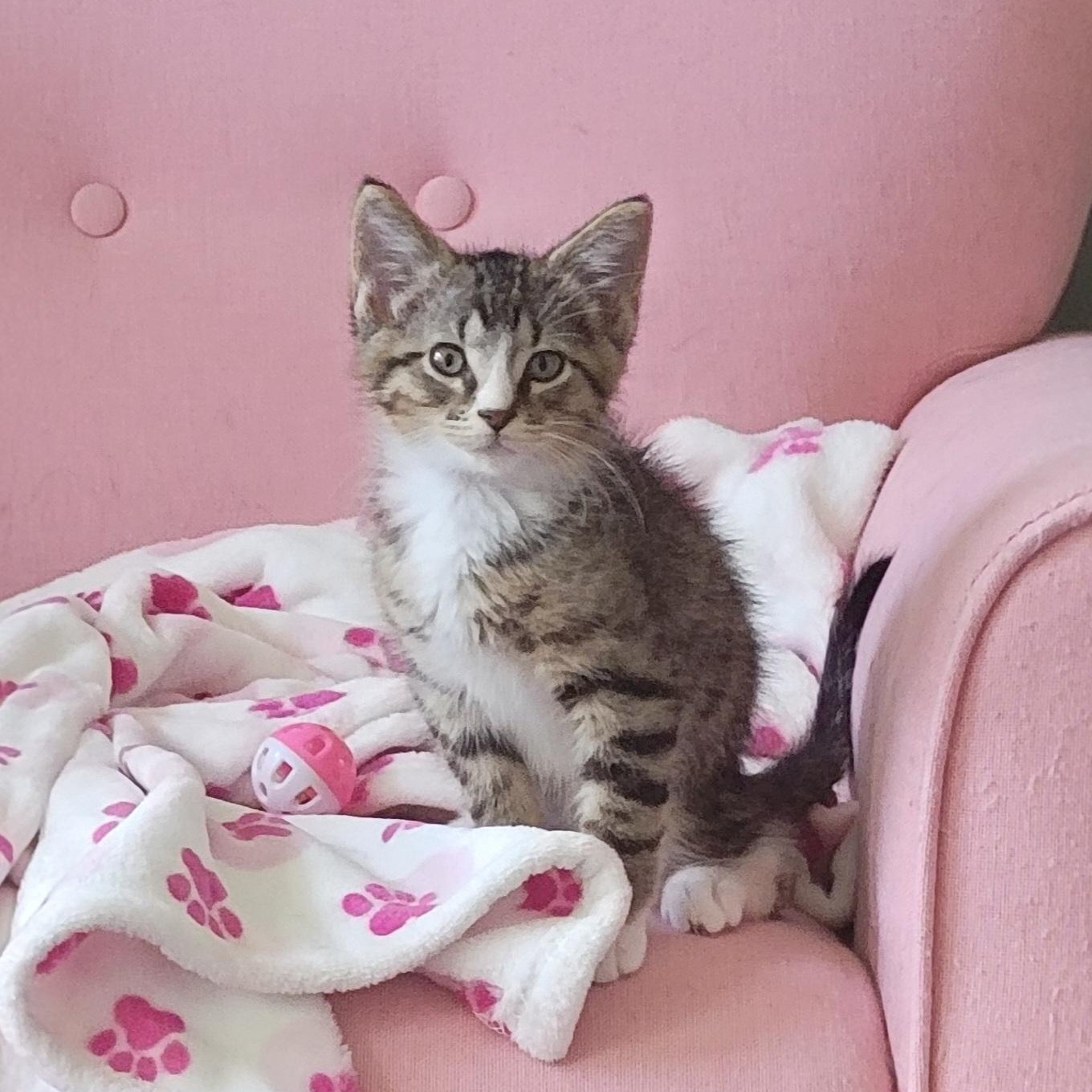Roger, ADOPTABLE, Kitten Male Domestic Short Hair.