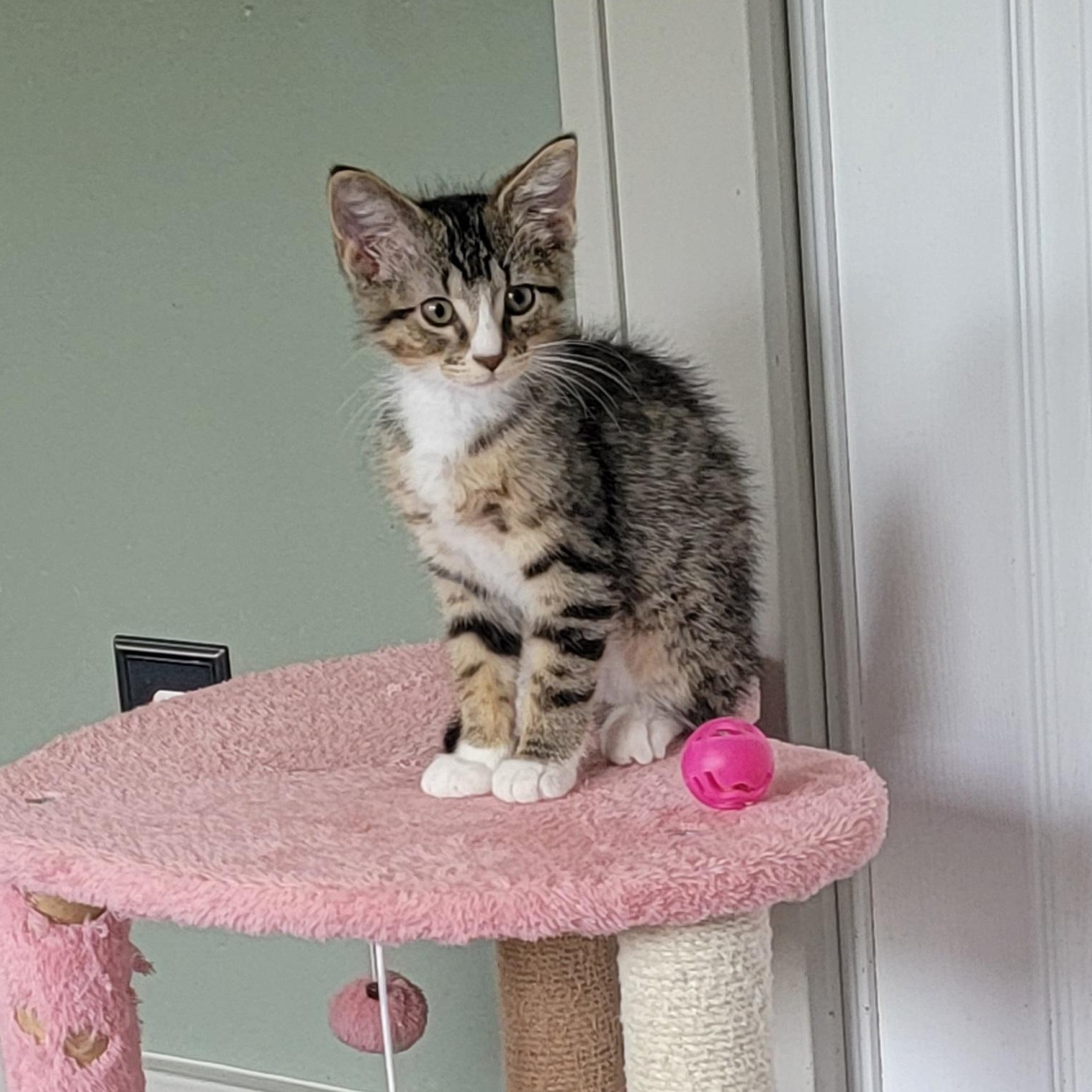 Roger, ADOPTABLE, Kitten Male Domestic Short Hair.