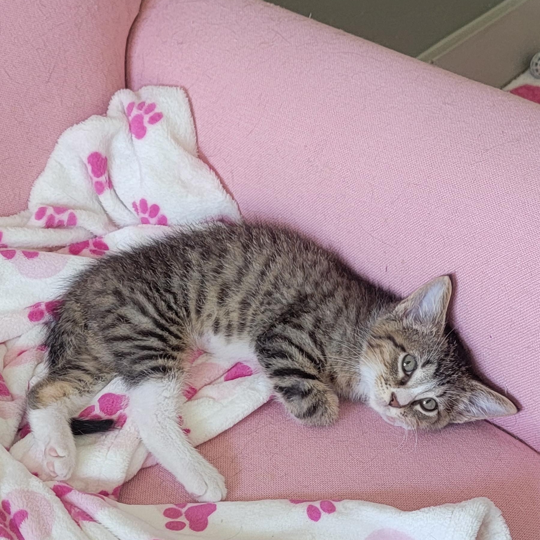 Roger, a ADOPTABLE Domestic Short Hair in Wyandotte, MI image 6/6