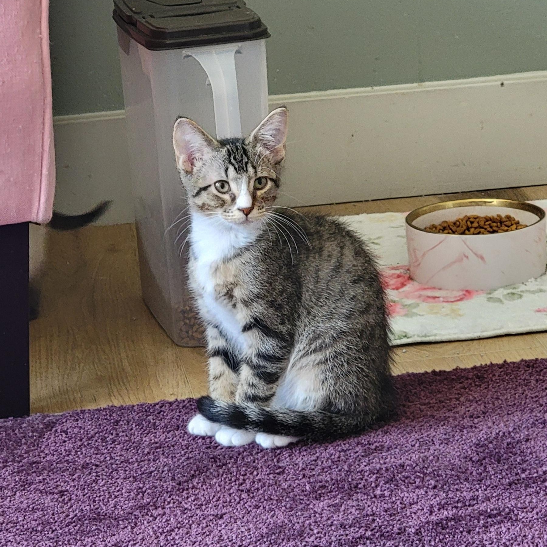 Roger, ADOPTABLE, Kitten Male Domestic Short Hair.
