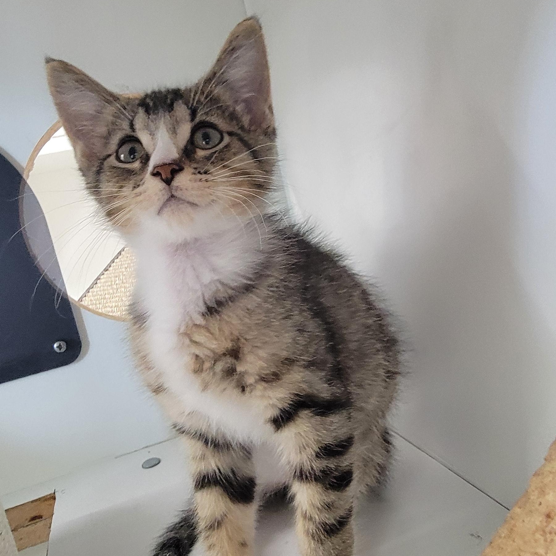 Enlarge Roger, a ADOPTABLE Domestic Short Hair in Wyandotte, MI image 3/6