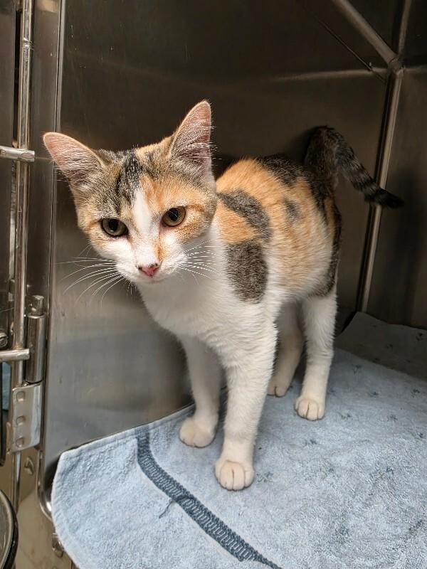 Enlarge Roxie, a Adoptable mixed breed in Bluffton, IN image 1/1