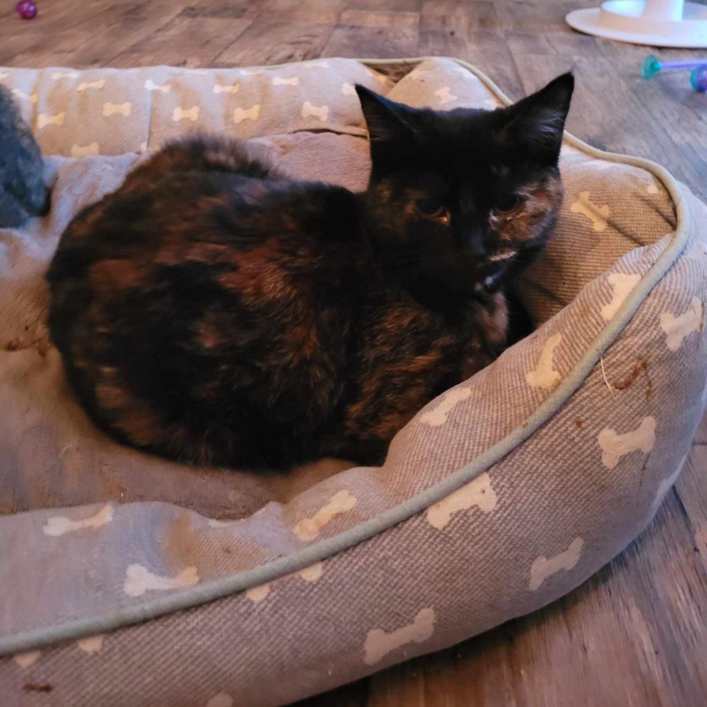 Enlarge Smore, a Adoptable mixed breed in Liberty, IN image 1/1