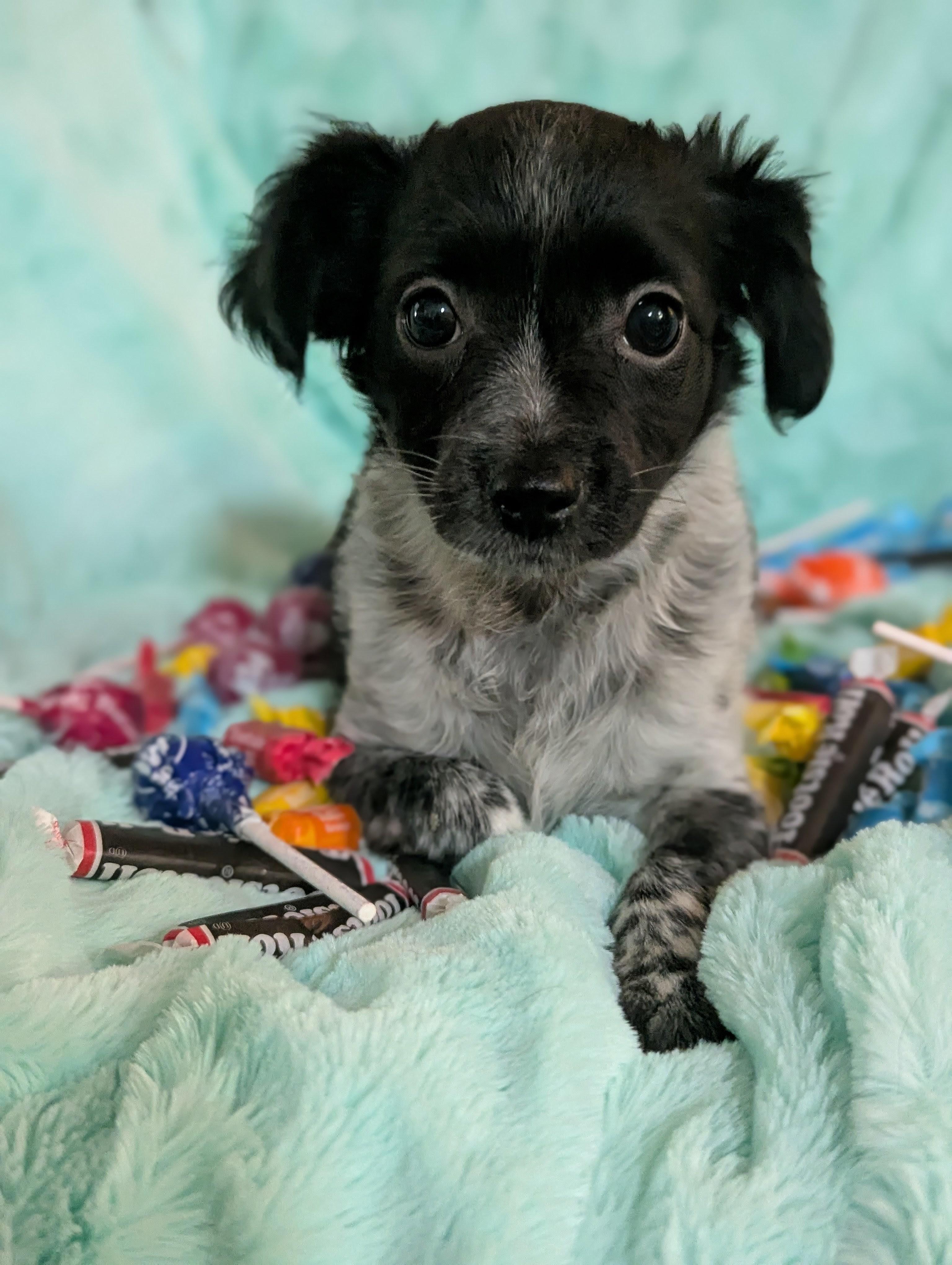 Fancy Nancy, adopted, Puppy Female Chihuahua.